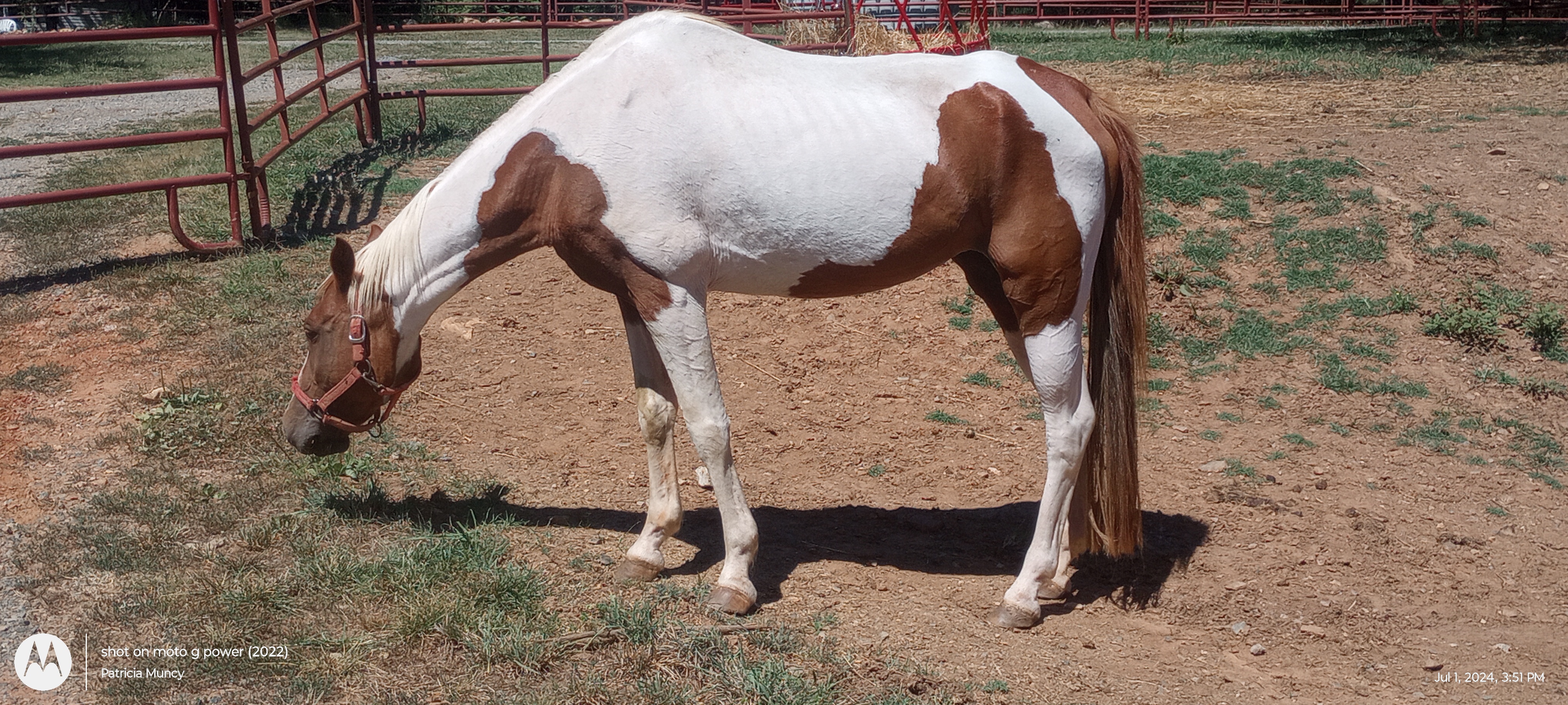 Enlarge Stella 15 YO QH X Paint Mare Pre-adoption application begin accepted., a Adopted Quarterhorse in Hardy, VA image 2/2