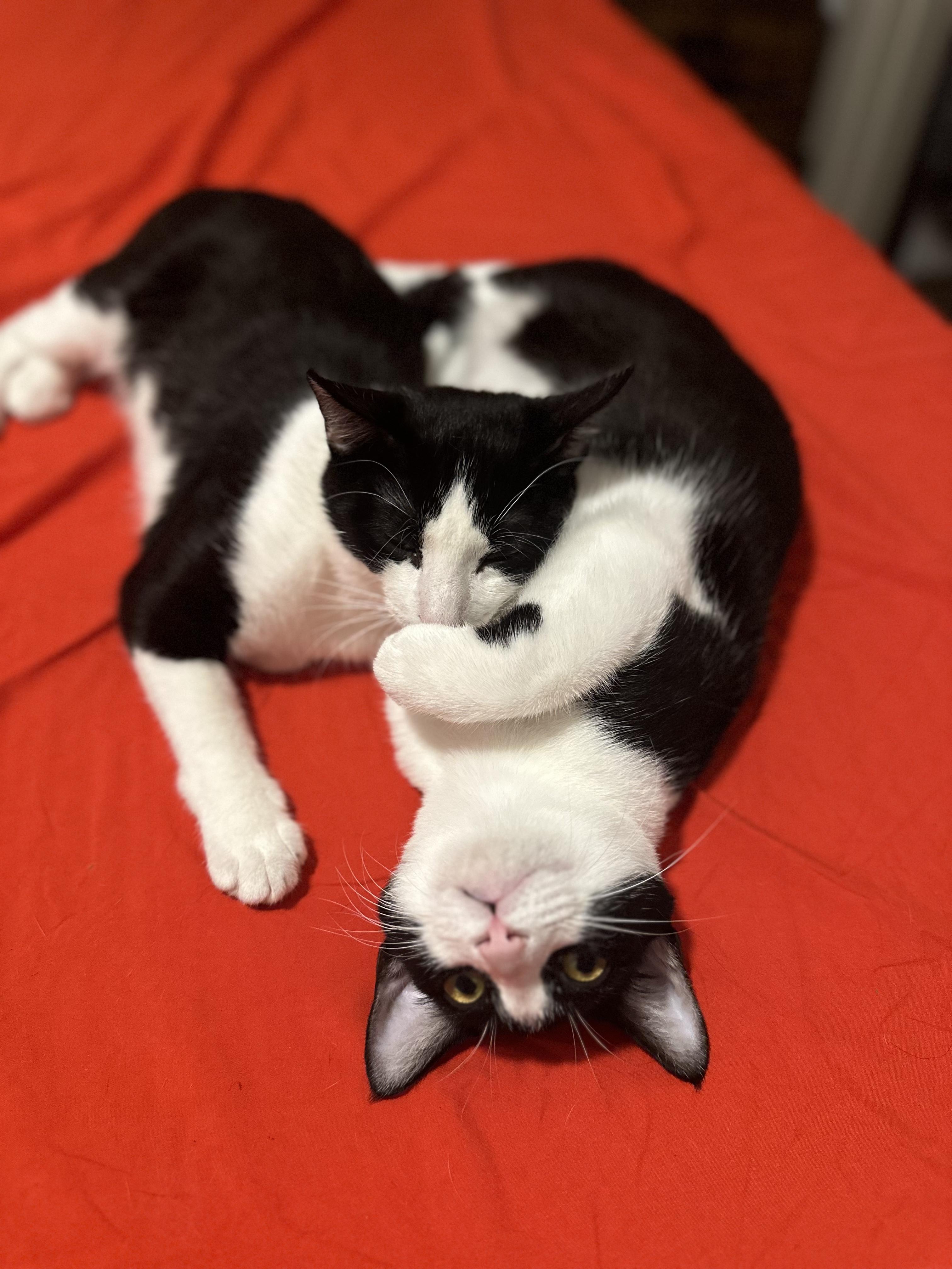 Bryony — thumbnail 5