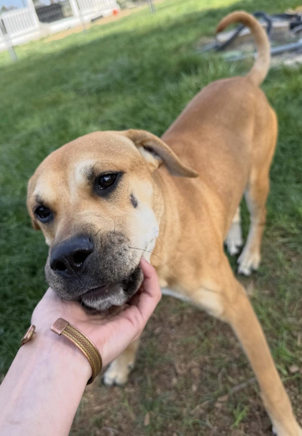 Napa, a ADOPTABLE mixed breed in Davis, CA image 2/6