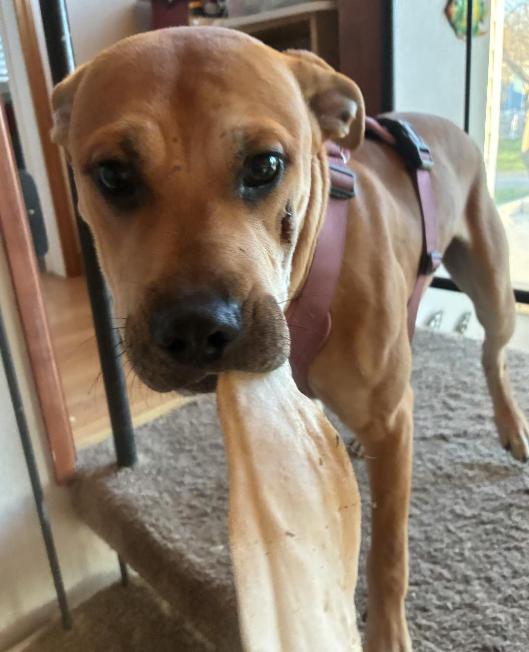 Enlarge Napa, a ADOPTABLE mixed breed in Davis, CA image 1/4