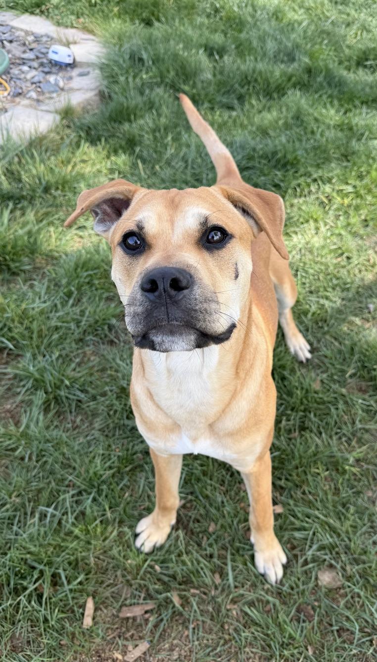 Napa, ADOPTABLE, Young Male Yellow Labrador Retriever & Pit Bull Terrier.
