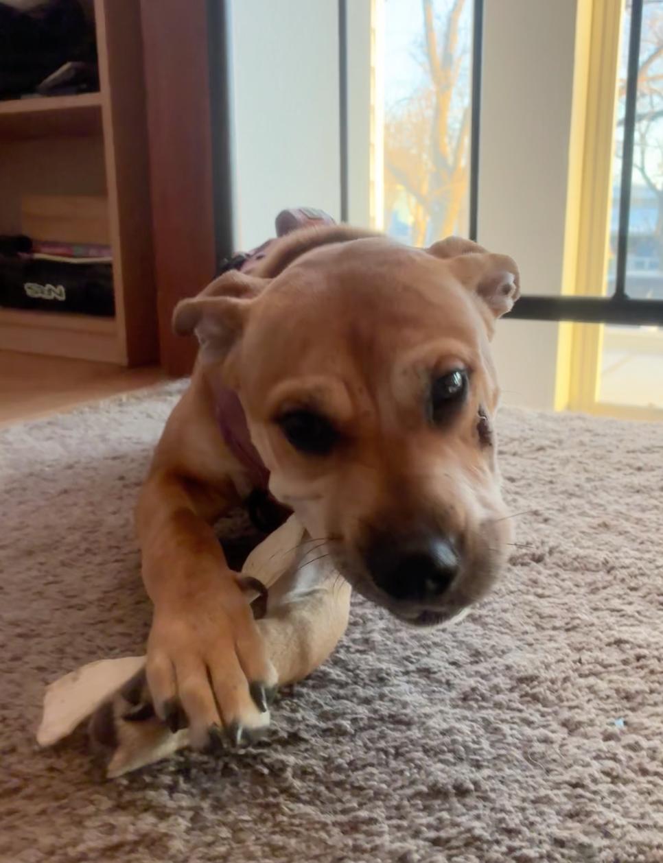 Enlarge Napa, a ADOPTABLE mixed breed in Davis, CA image 4/4