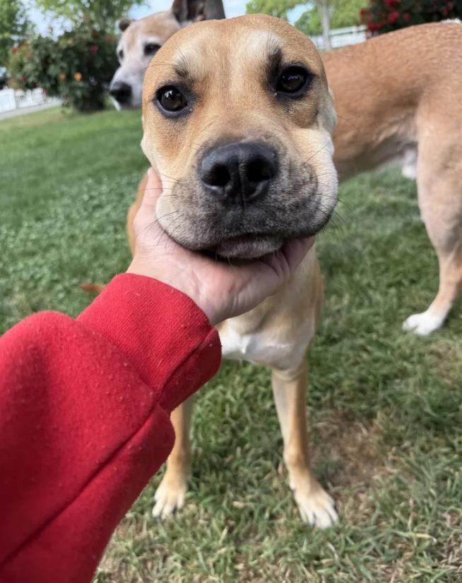 Enlarge Napa, a ADOPTABLE mixed breed in Davis, CA image 3/6