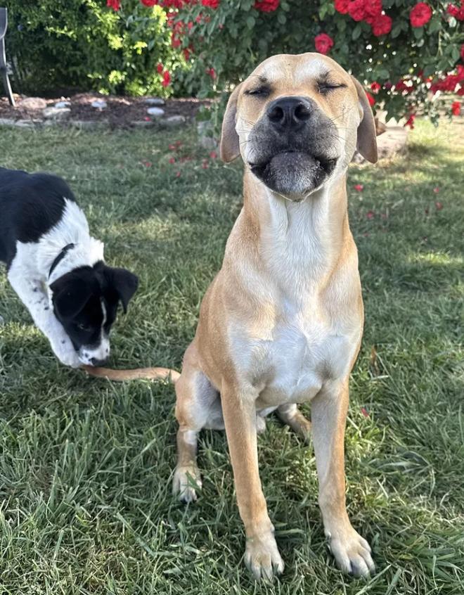 Enlarge Napa, a ADOPTABLE mixed breed in Davis, CA image 4/6
