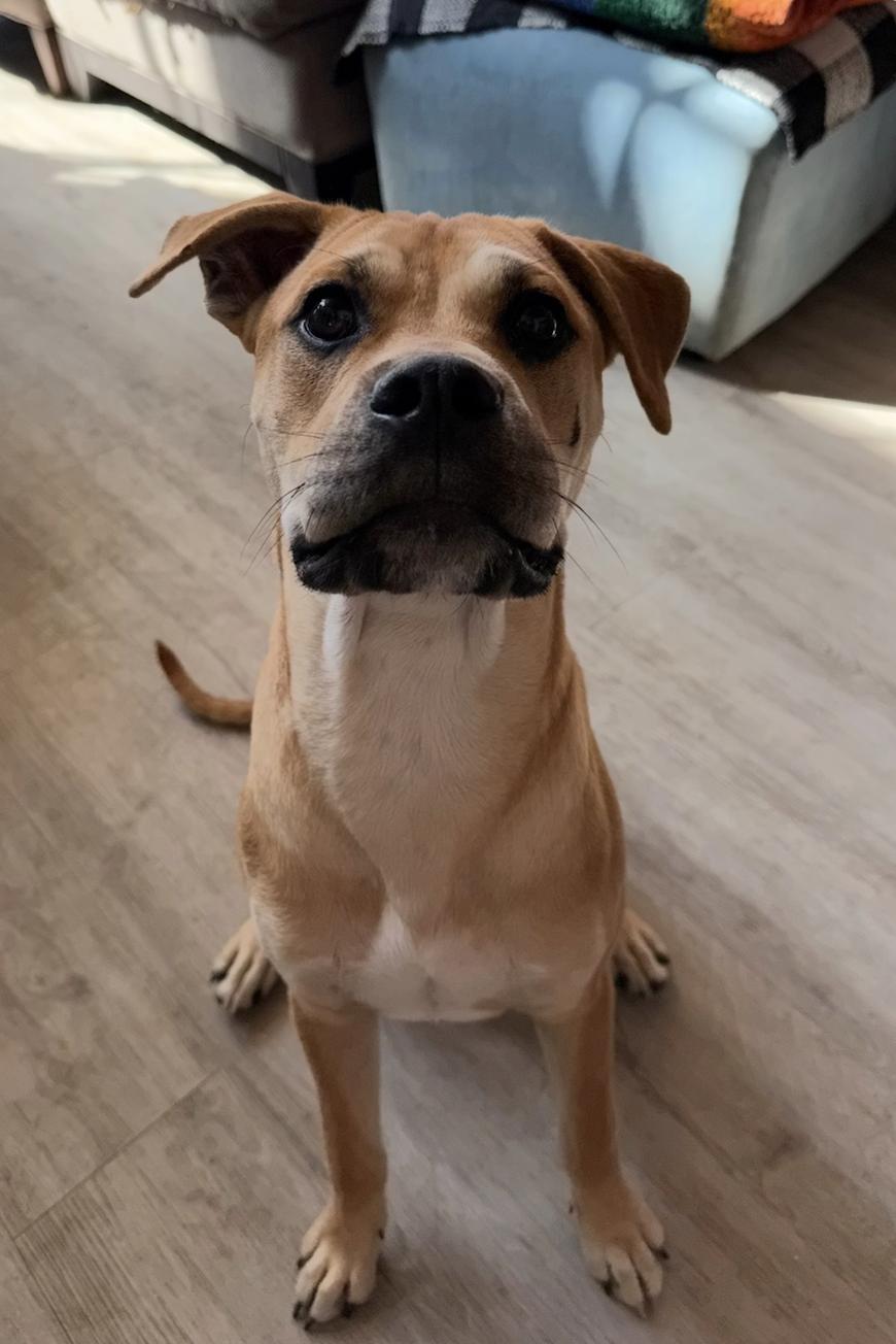 Napa, a ADOPTABLE mixed breed in Davis, CA image 5/6