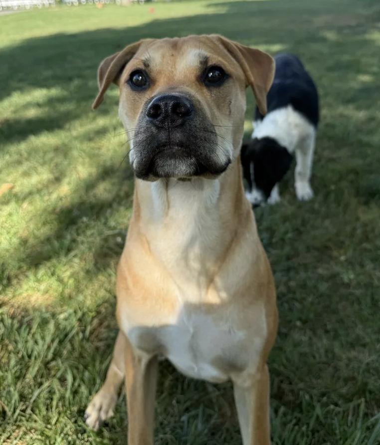 Napa, ADOPTABLE, Young Male Yellow Labrador Retriever & Pit Bull Terrier.