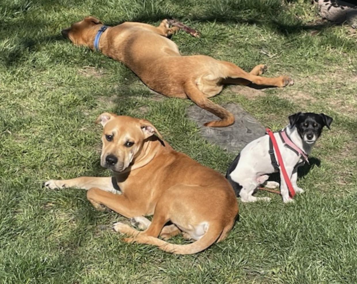 Napa, a ADOPTABLE mixed breed in Davis, CA image 3/6