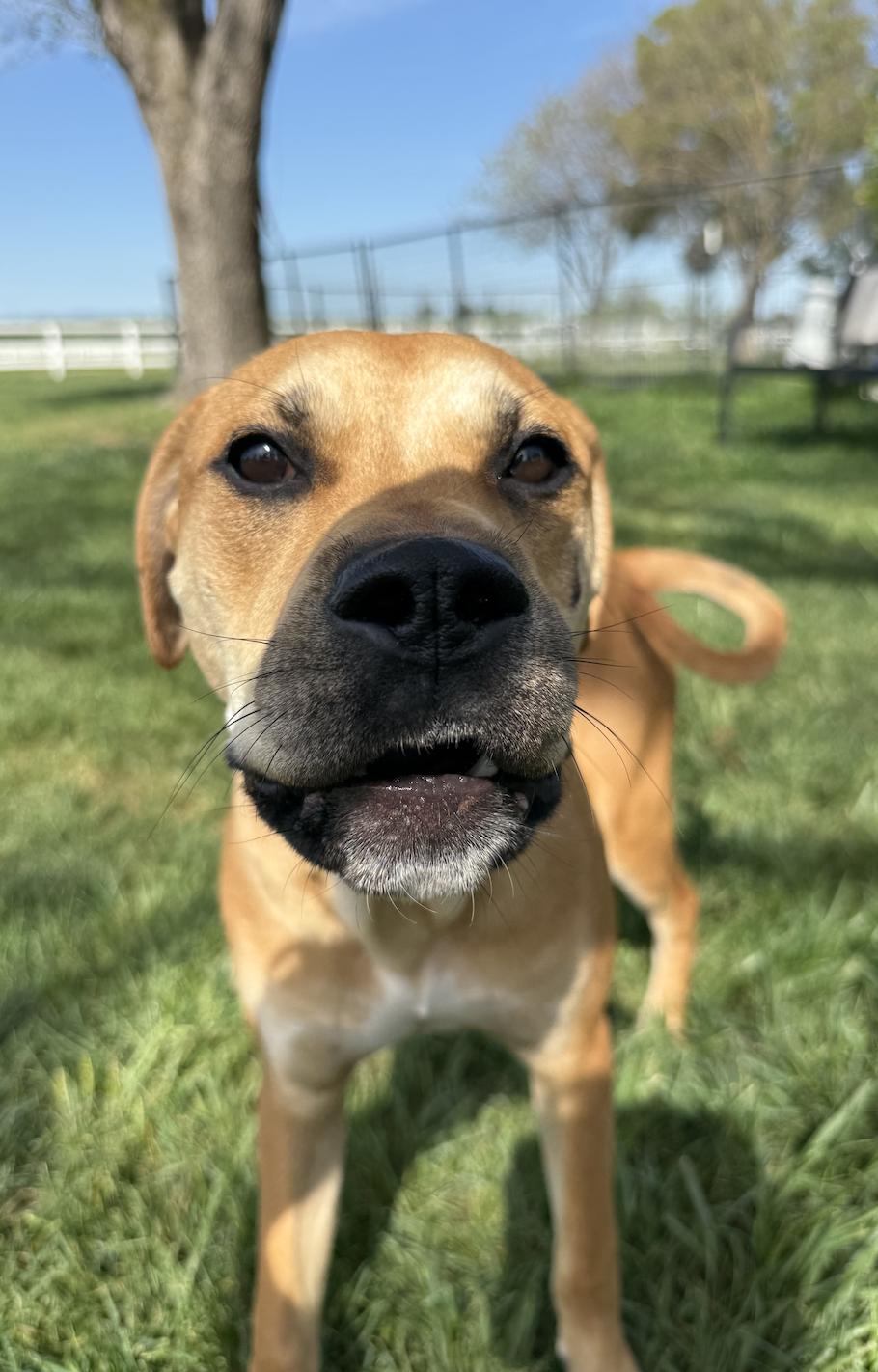 Napa, a ADOPTABLE mixed breed in Davis, CA image 6/6