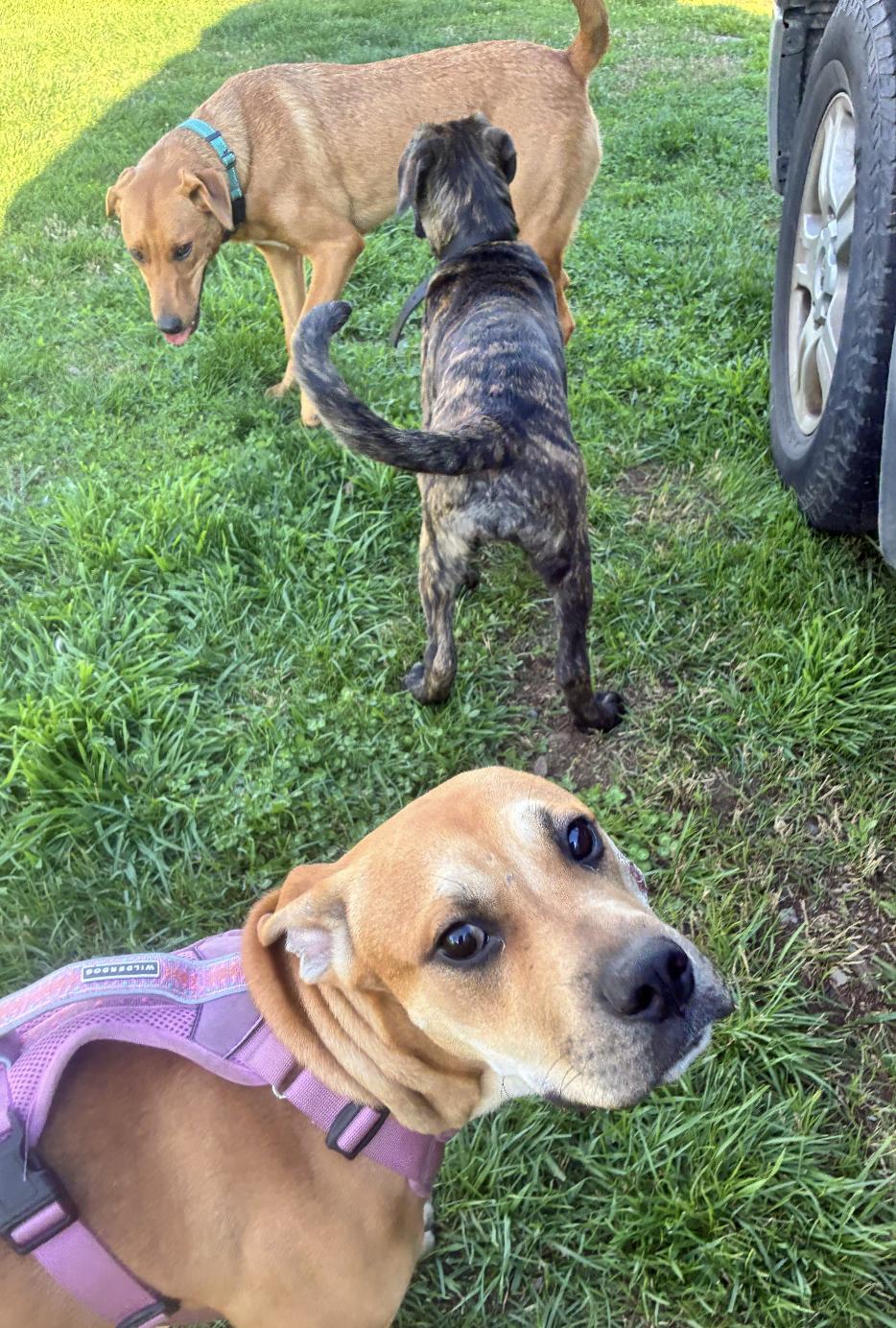 Enlarge Napa, a ADOPTABLE mixed breed in Davis, CA image 2/4