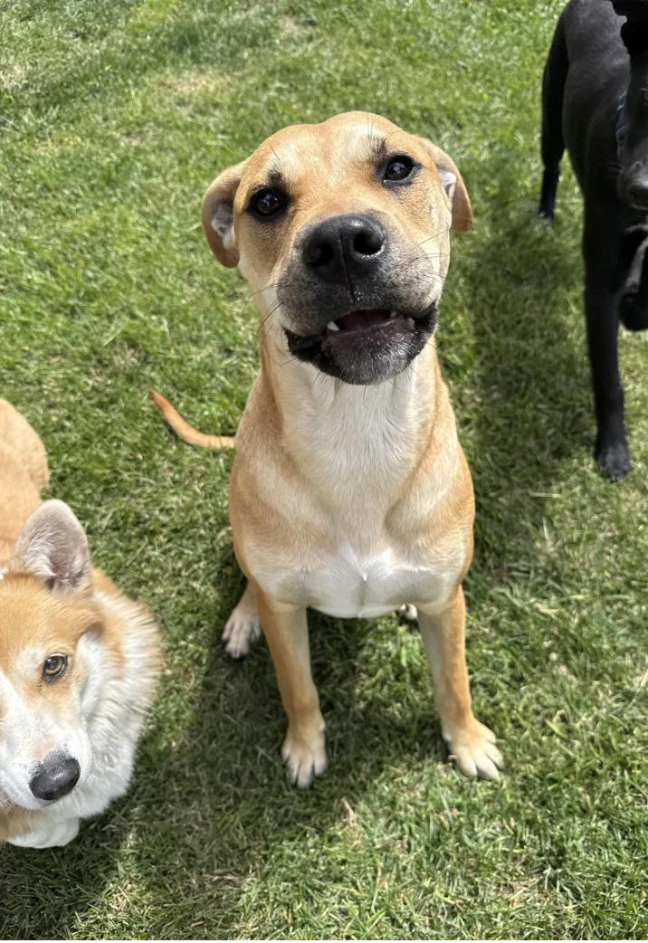 Napa, a ADOPTABLE mixed breed in Davis, CA image 1/6