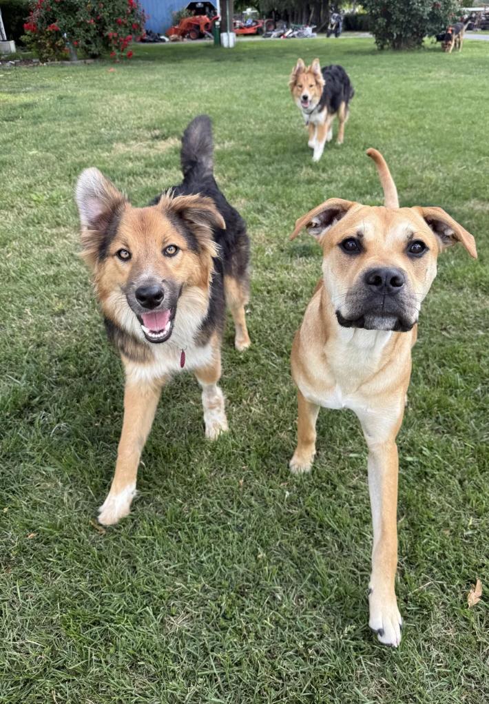 Napa, a ADOPTABLE mixed breed in Davis, CA image 2/6