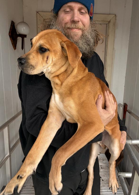 Napa, a ADOPTABLE mixed breed in Davis, CA image 4/6