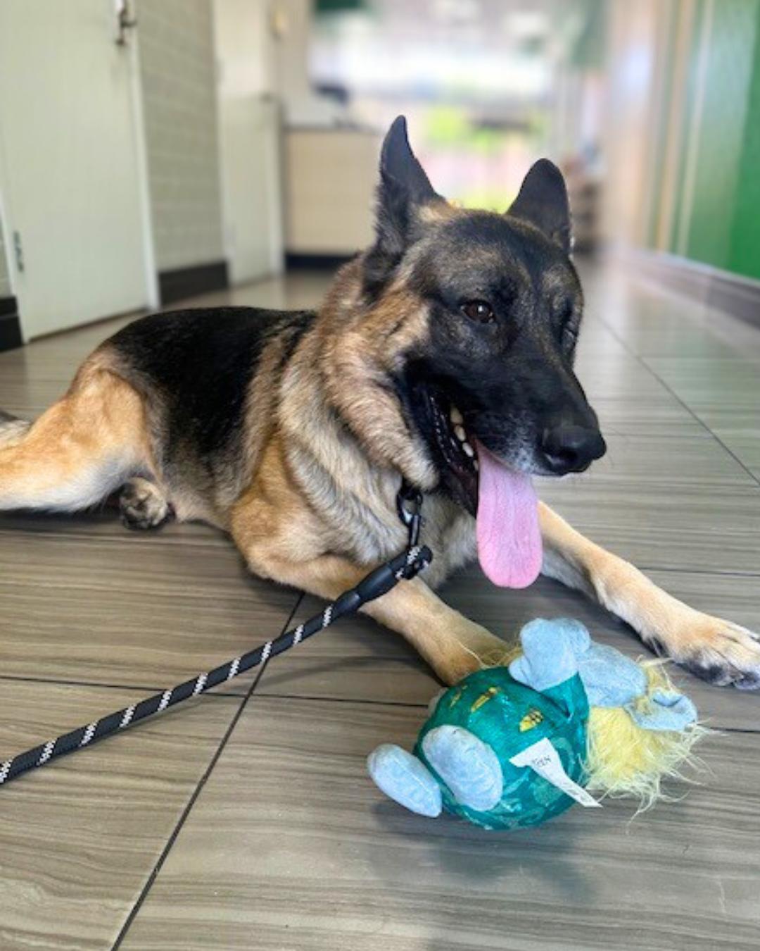 Enlarge Arthur, a Adoptable German Shepherd Dog in Valley Village, CA image 2/3