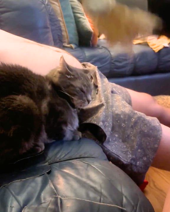 Enlarge Arthur, a Adoptable German Shepherd Dog in Valley Village, CA video 3/3