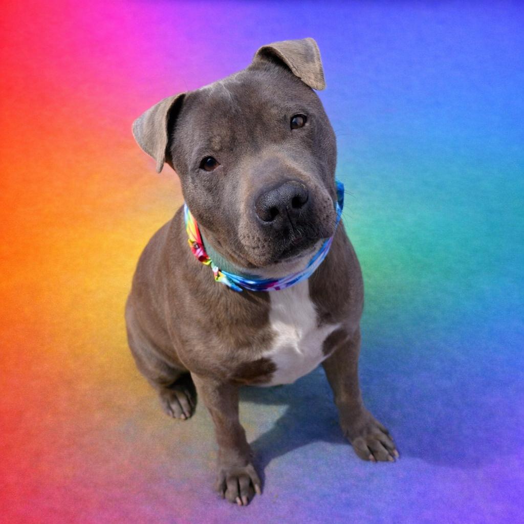 Enlarge Rocky, a Adoptable mixed breed in Fort Gratiot, MI image 3/6