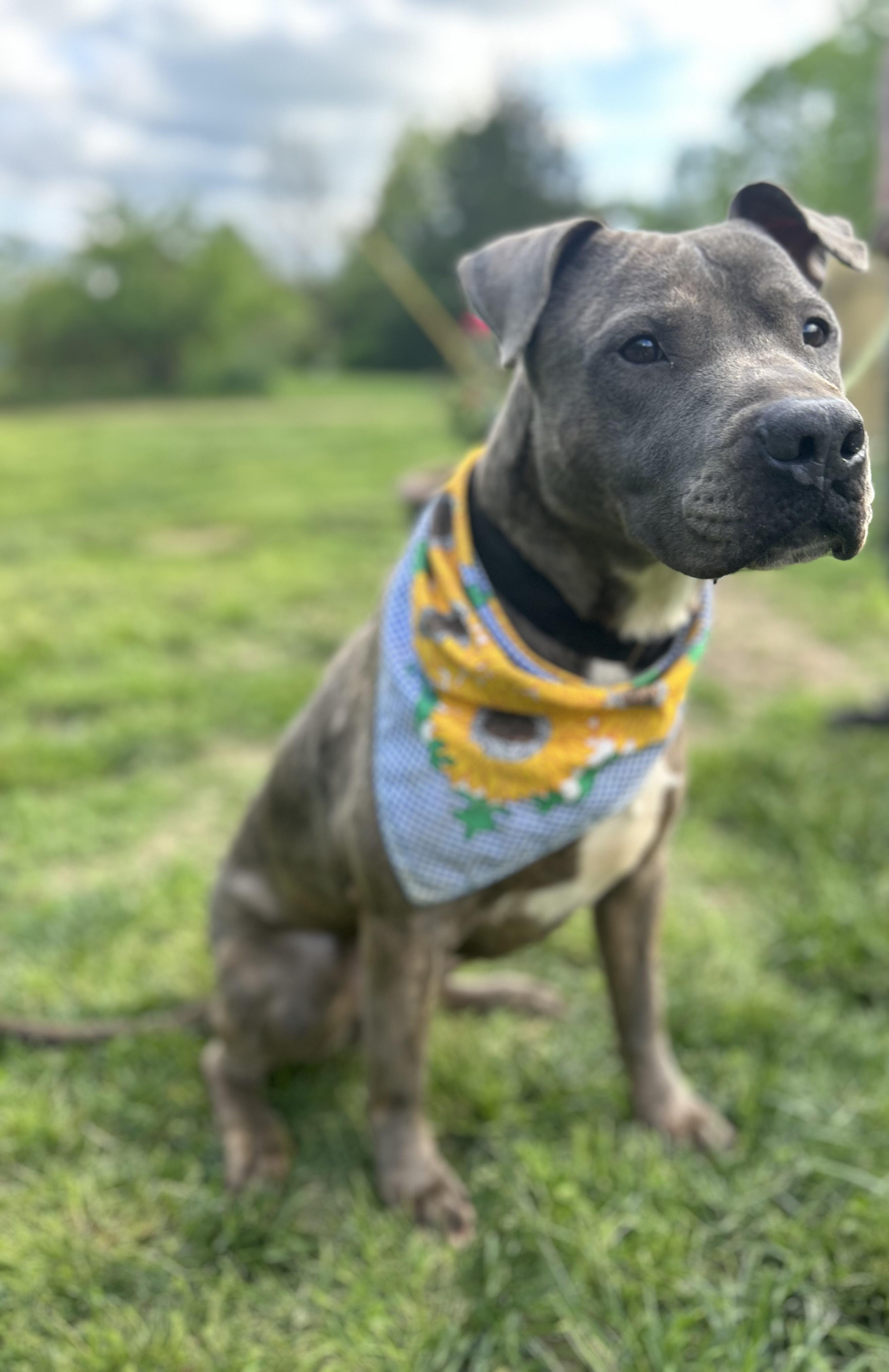 Rocky, Adoptable, Adult Male Plott Hound.