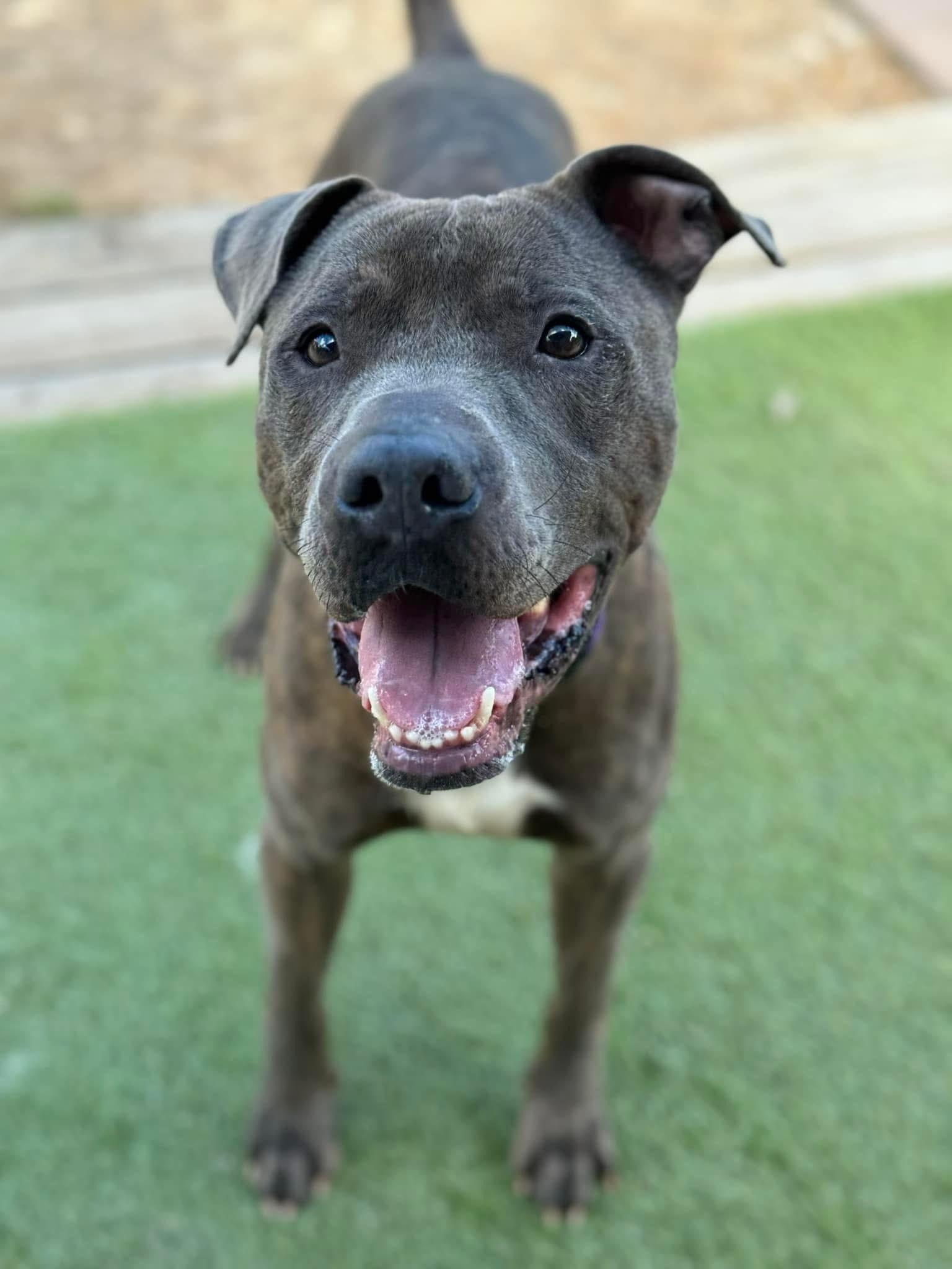 Enlarge Rocky, a Adoptable mixed breed in Fort Gratiot, MI image 4/6
