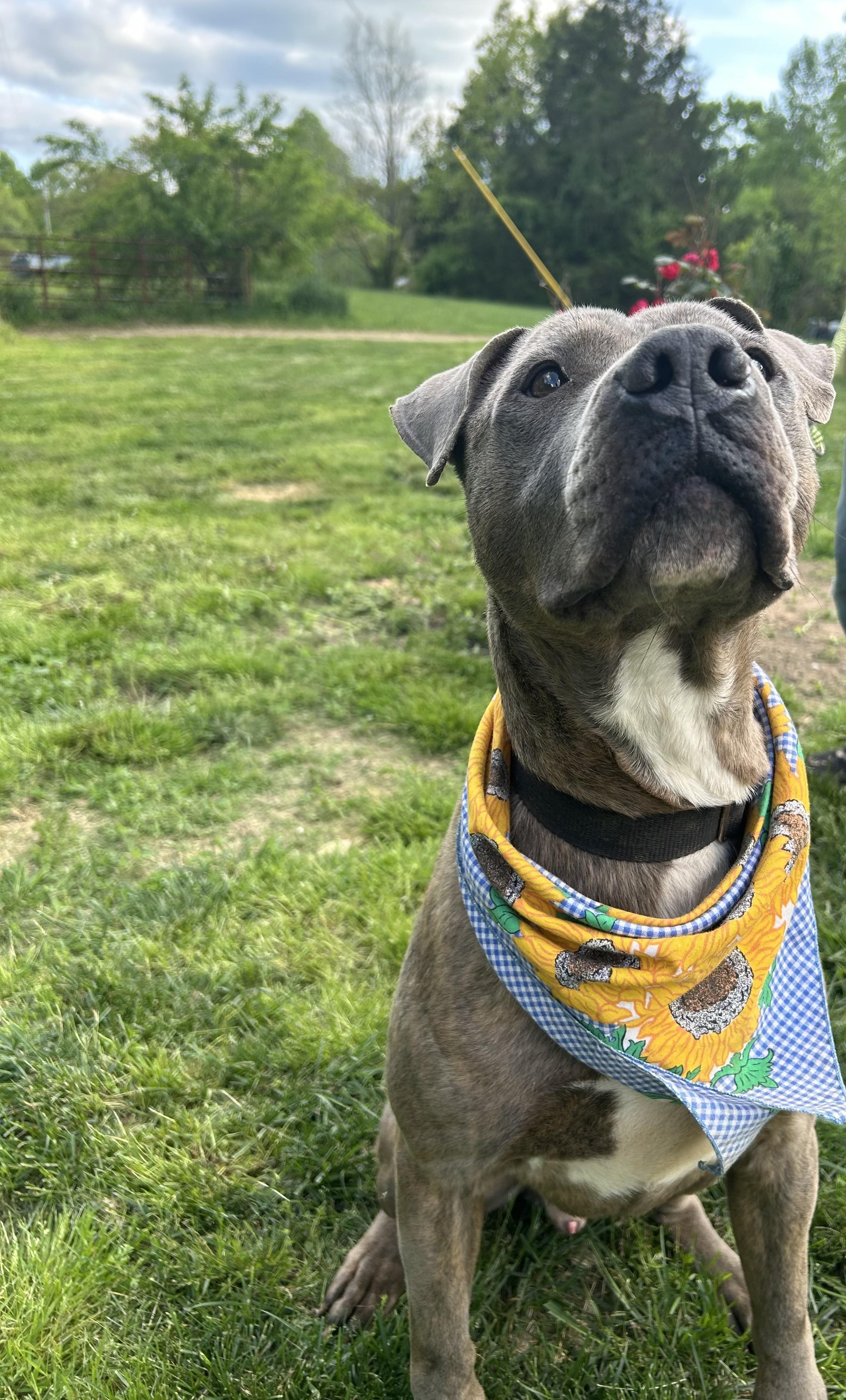 Enlarge Rocky, a Adoptable mixed breed in Scottsville, KY image 2/6