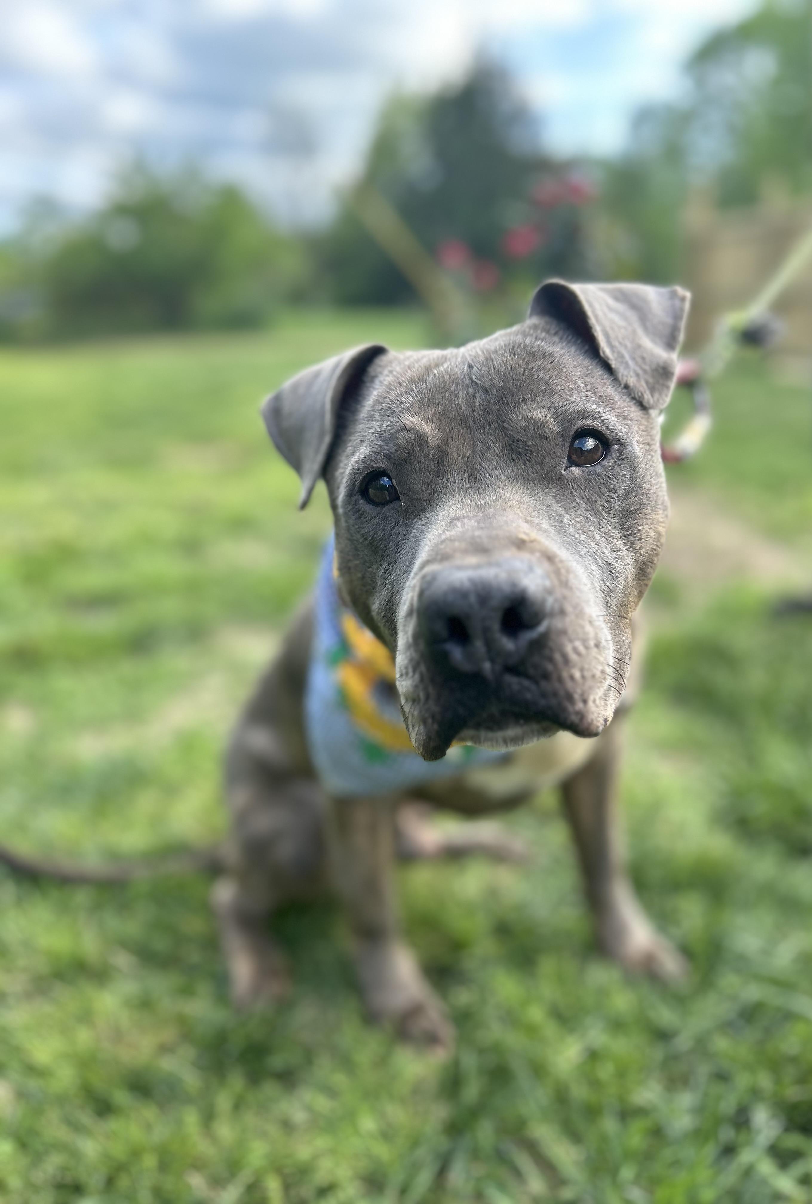 Enlarge Rocky, a Adoptable mixed breed in Scottsville, KY image 3/6