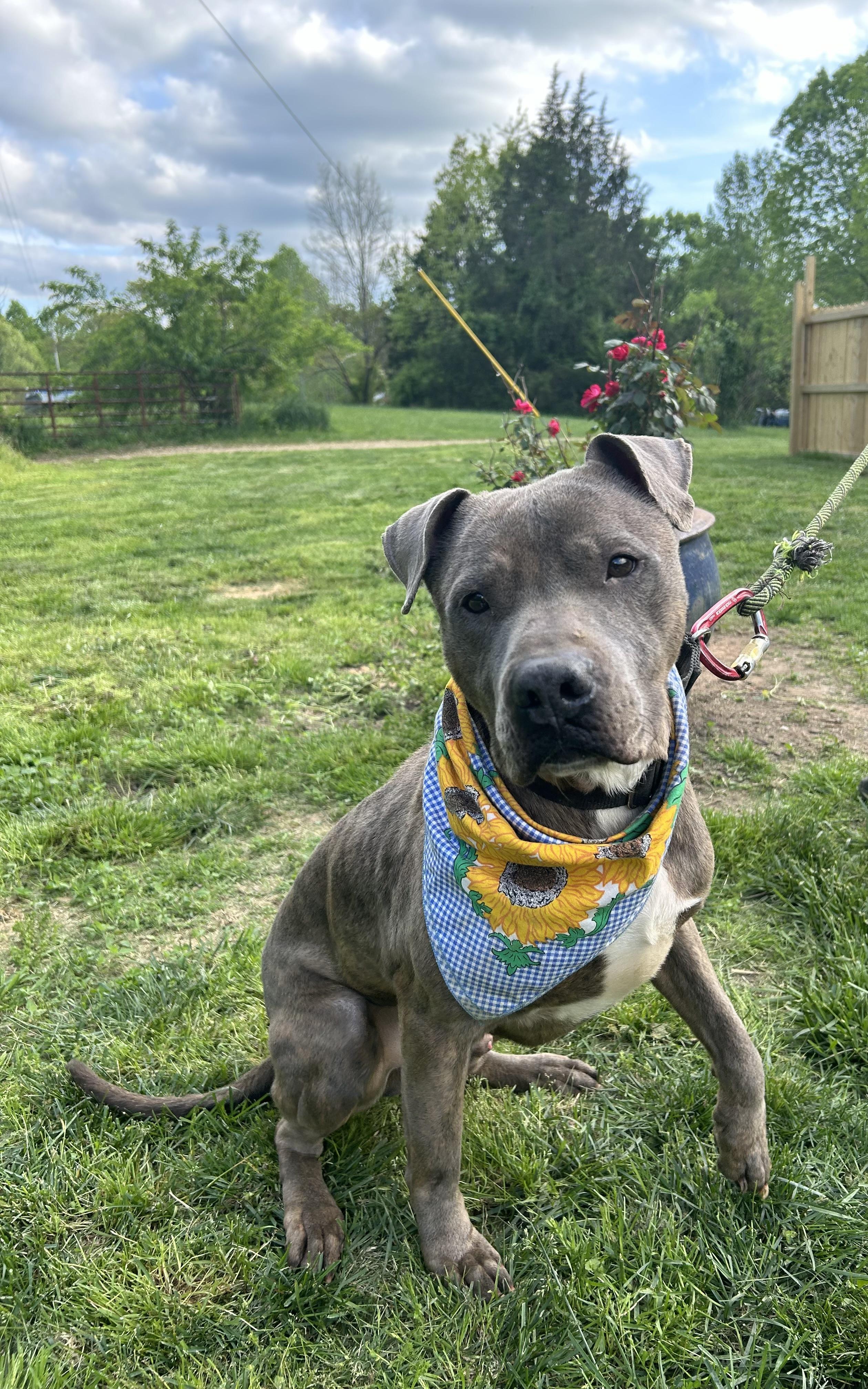 Enlarge Rocky, a Adoptable mixed breed in Scottsville, KY image 4/6