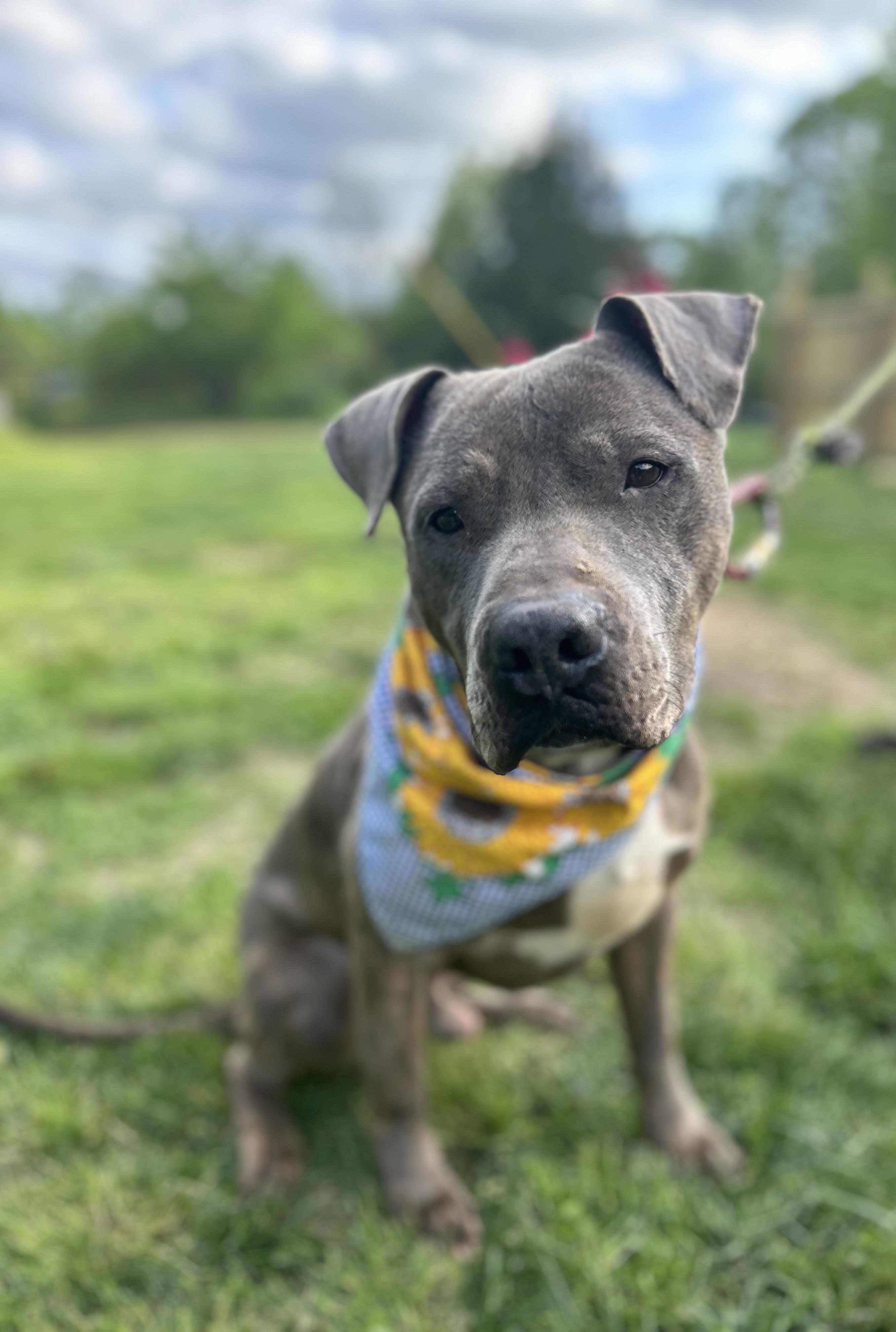 Enlarge Rocky, a Adoptable mixed breed in Scottsville, KY image 5/6