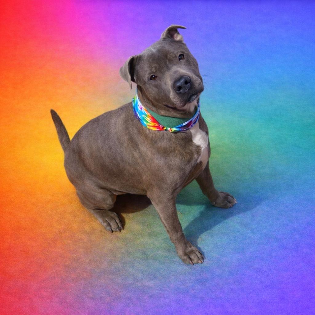 Enlarge Rocky, a Adoptable mixed breed in Fort Gratiot, MI image 1/6