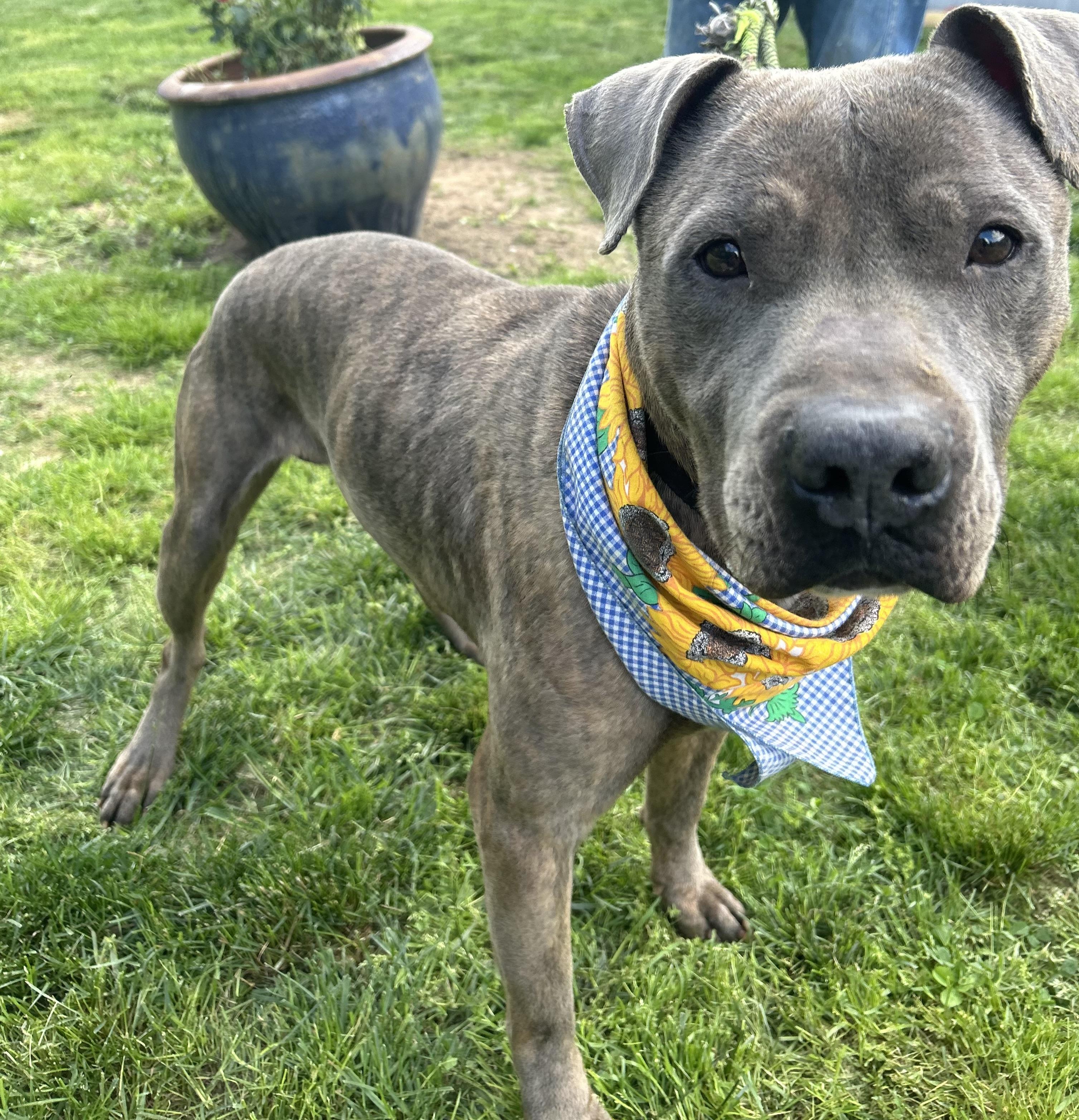 Enlarge Rocky, a Adoptable mixed breed in Scottsville, KY image 6/6