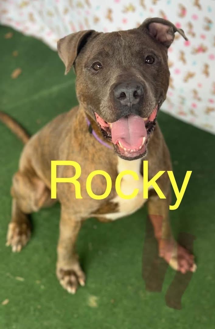 Enlarge Rocky, a Adoptable mixed breed in Fort Gratiot, MI image 5/6