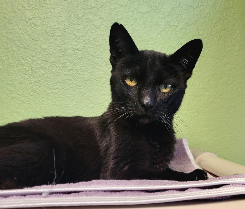 Lily, Adoptable, Adult Female Domestic Short Hair.