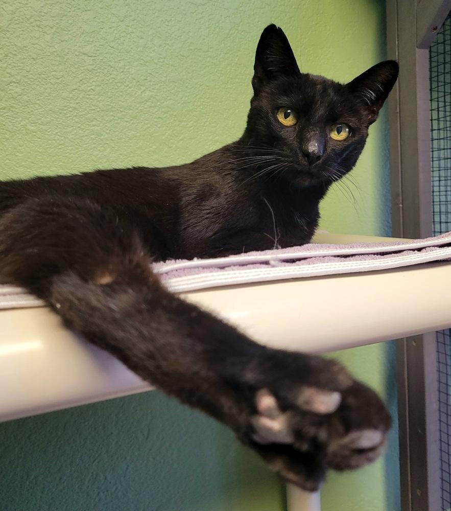 Enlarge Lily, a Adoptable Domestic Short Hair in Green Valley, AZ image 2/5
