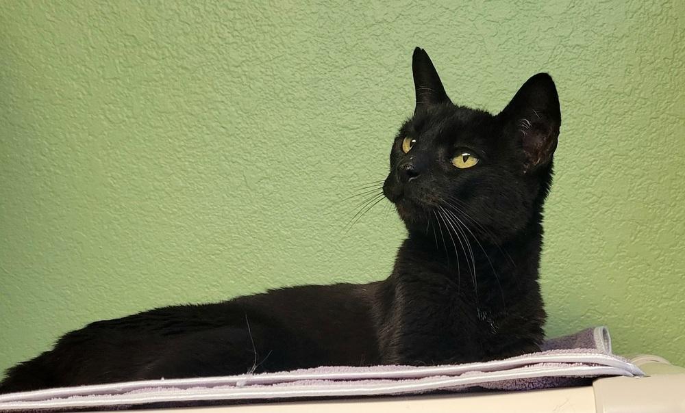 Enlarge Lily, a Adoptable Domestic Short Hair in Green Valley, AZ image 3/5