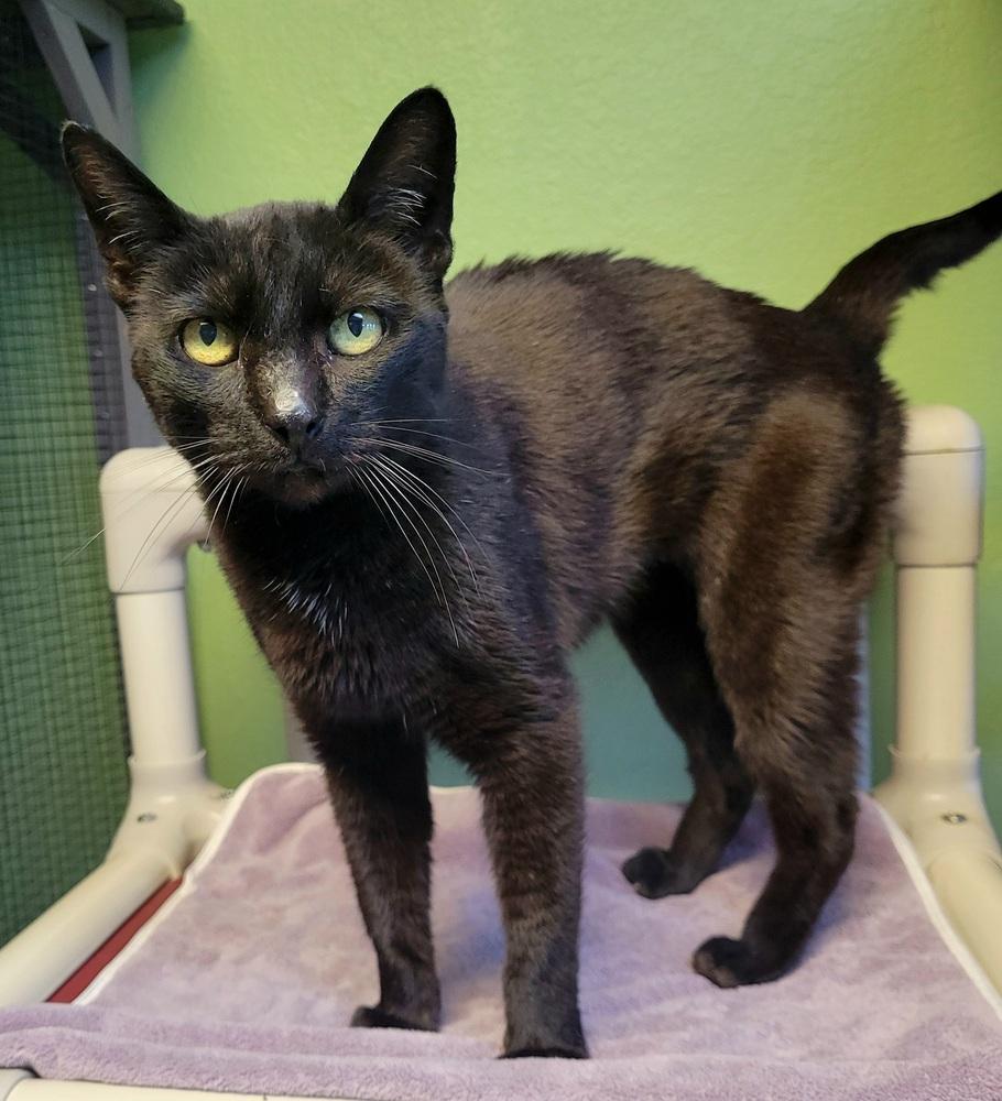Enlarge Lily, a Adoptable Domestic Short Hair in Green Valley, AZ image 4/5