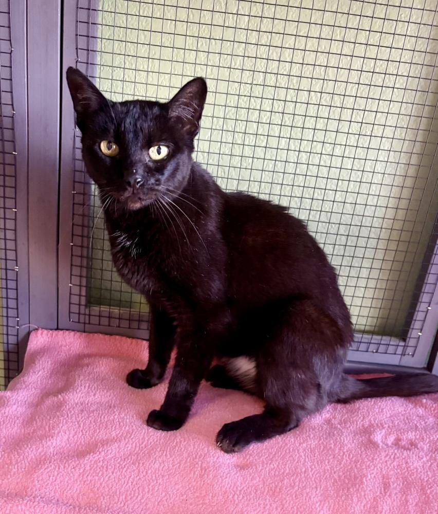 Enlarge Lily, a Adoptable Domestic Short Hair in Green Valley, AZ image 5/5
