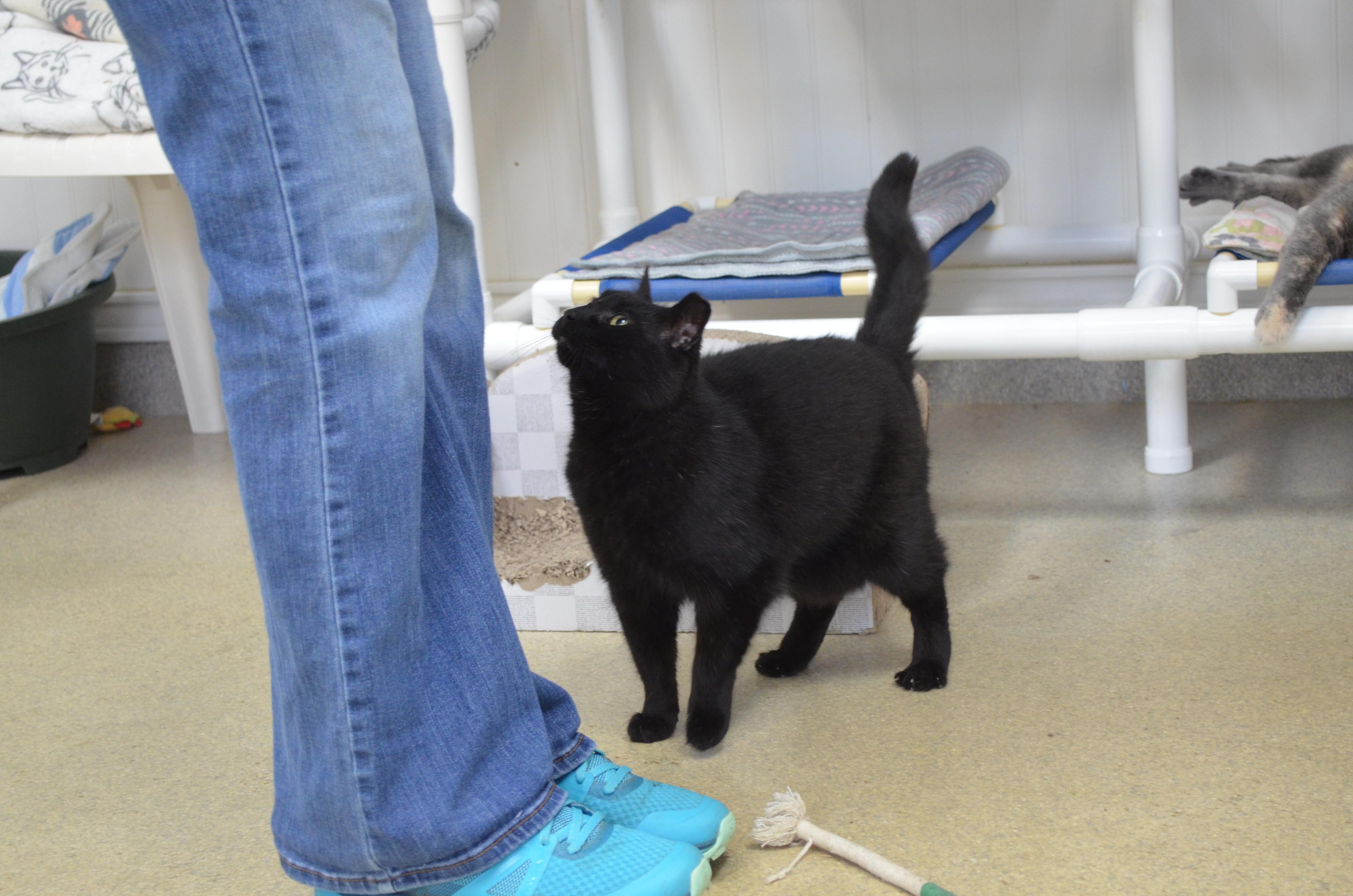 Biscuit, a Adoptable Domestic Short Hair in Westbrook, CT image 4/6