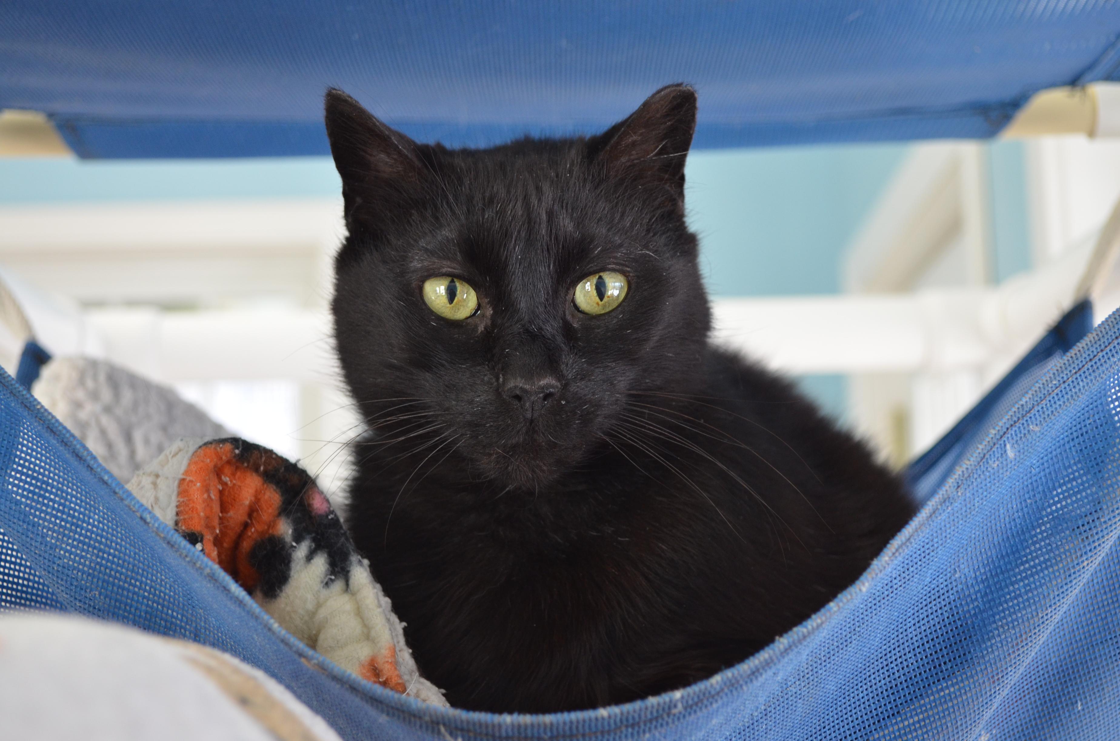 Biscuit, a Adoptable Domestic Short Hair in Westbrook, CT image 6/6