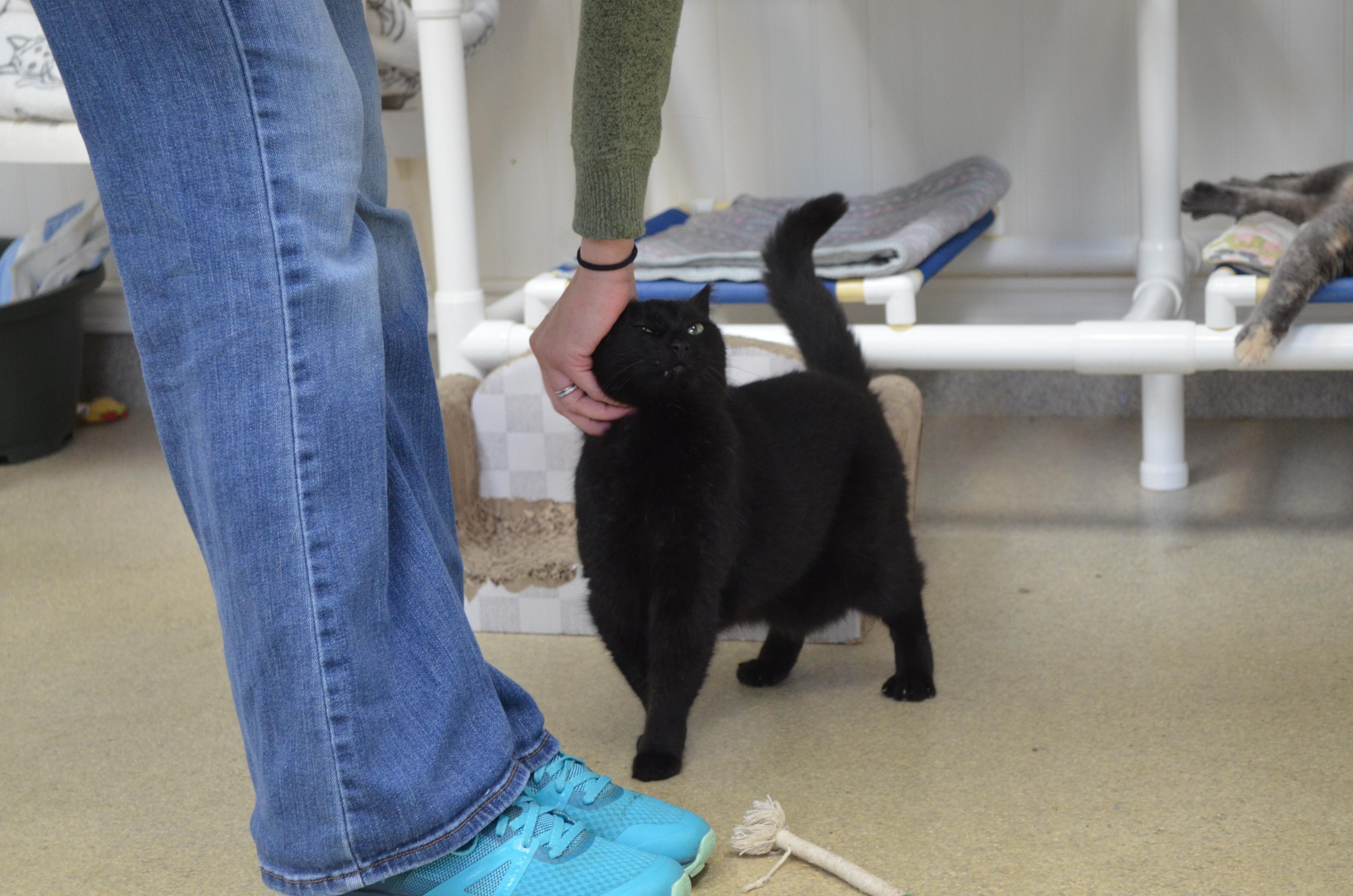 Biscuit, a Adoptable Domestic Short Hair in Westbrook, CT image 5/6