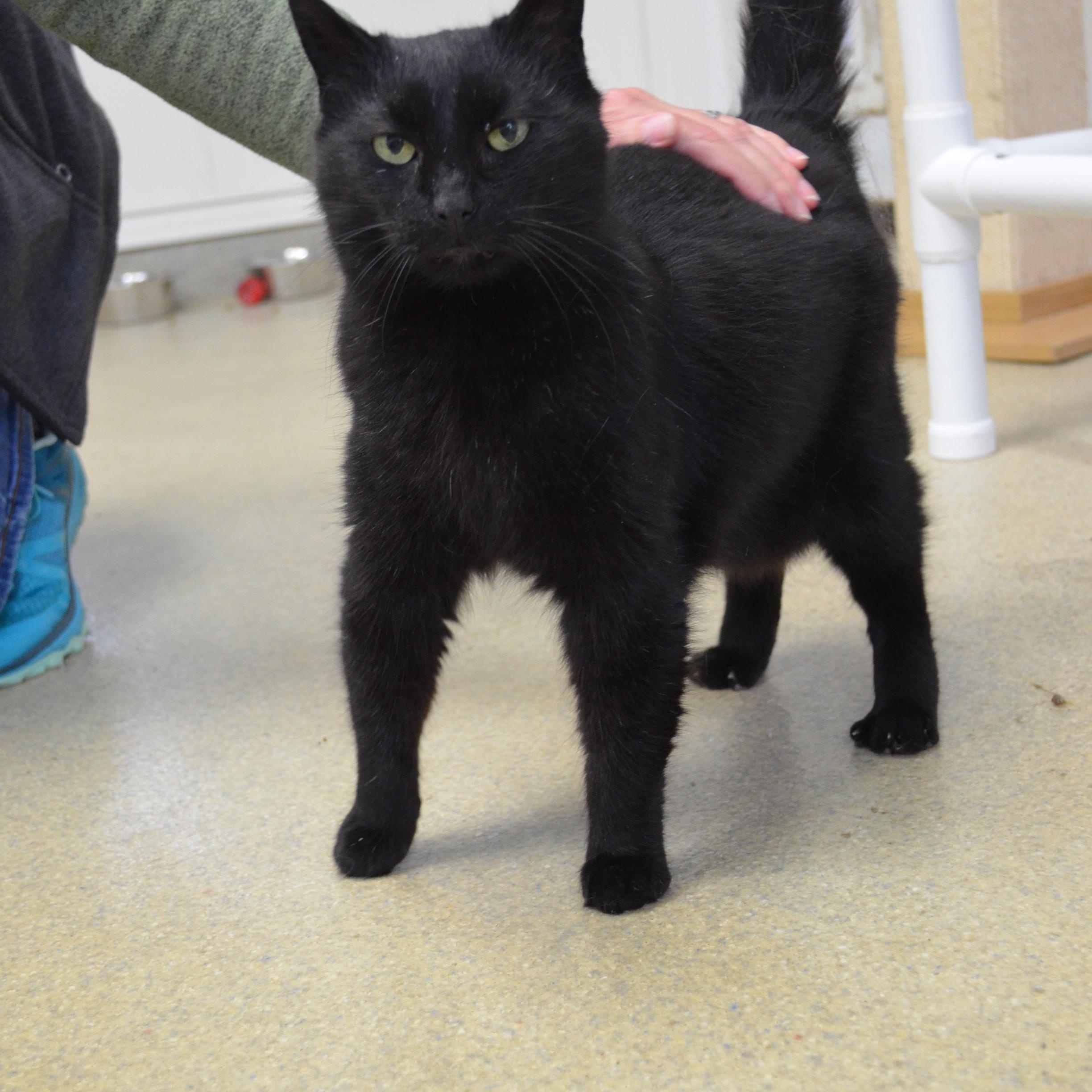 Biscuit, a Adoptable Domestic Short Hair in Westbrook, CT image 3/6