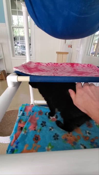 Enlarge Biscuit, a Adoptable Domestic Short Hair in Westbrook, CT video 2/6