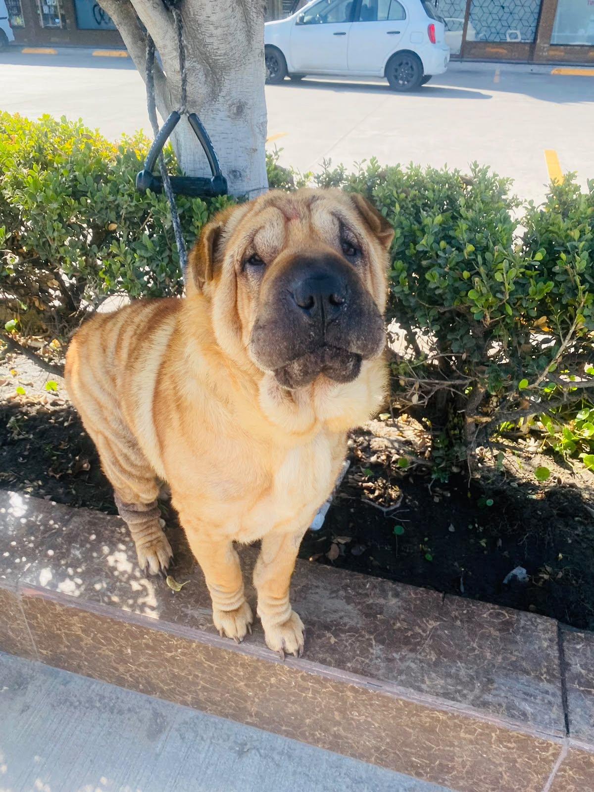 Enlarge Foster needed for Bella, a Adoptable Shar-Pei in Vancouver, BC image 6/6