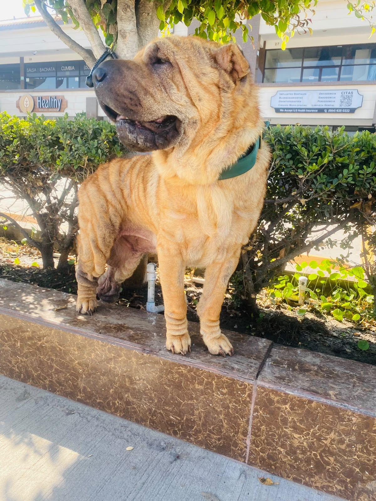 Enlarge Foster needed for Bella, a Adoptable Shar-Pei in Vancouver, BC image 3/6