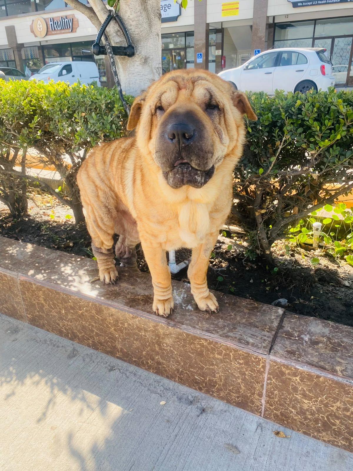 Enlarge Foster needed for Bella, a Adoptable Shar-Pei in Vancouver, BC image 2/6