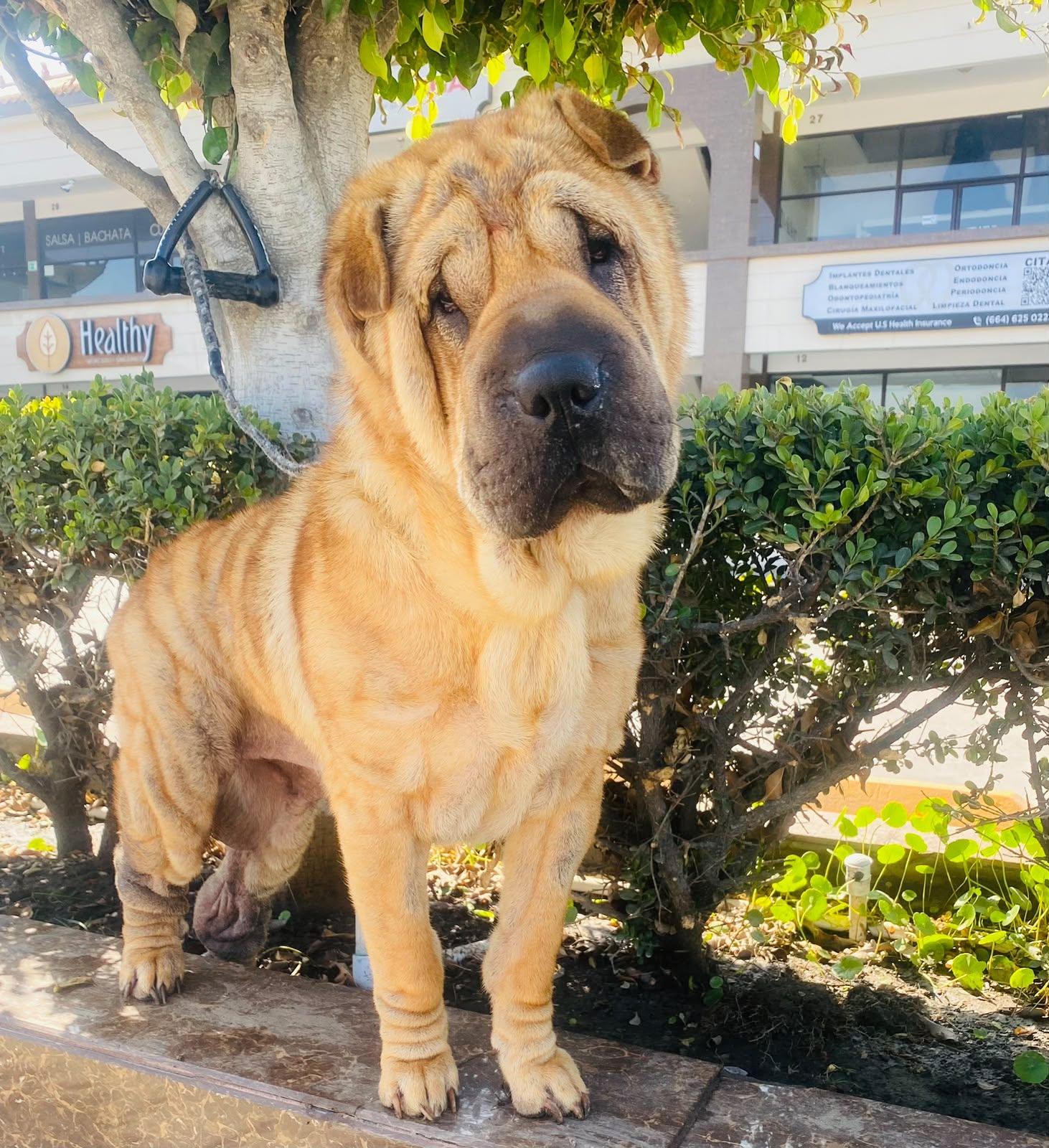 Enlarge Foster needed for Bella, a Adoptable Shar-Pei in Vancouver, BC image 1/6