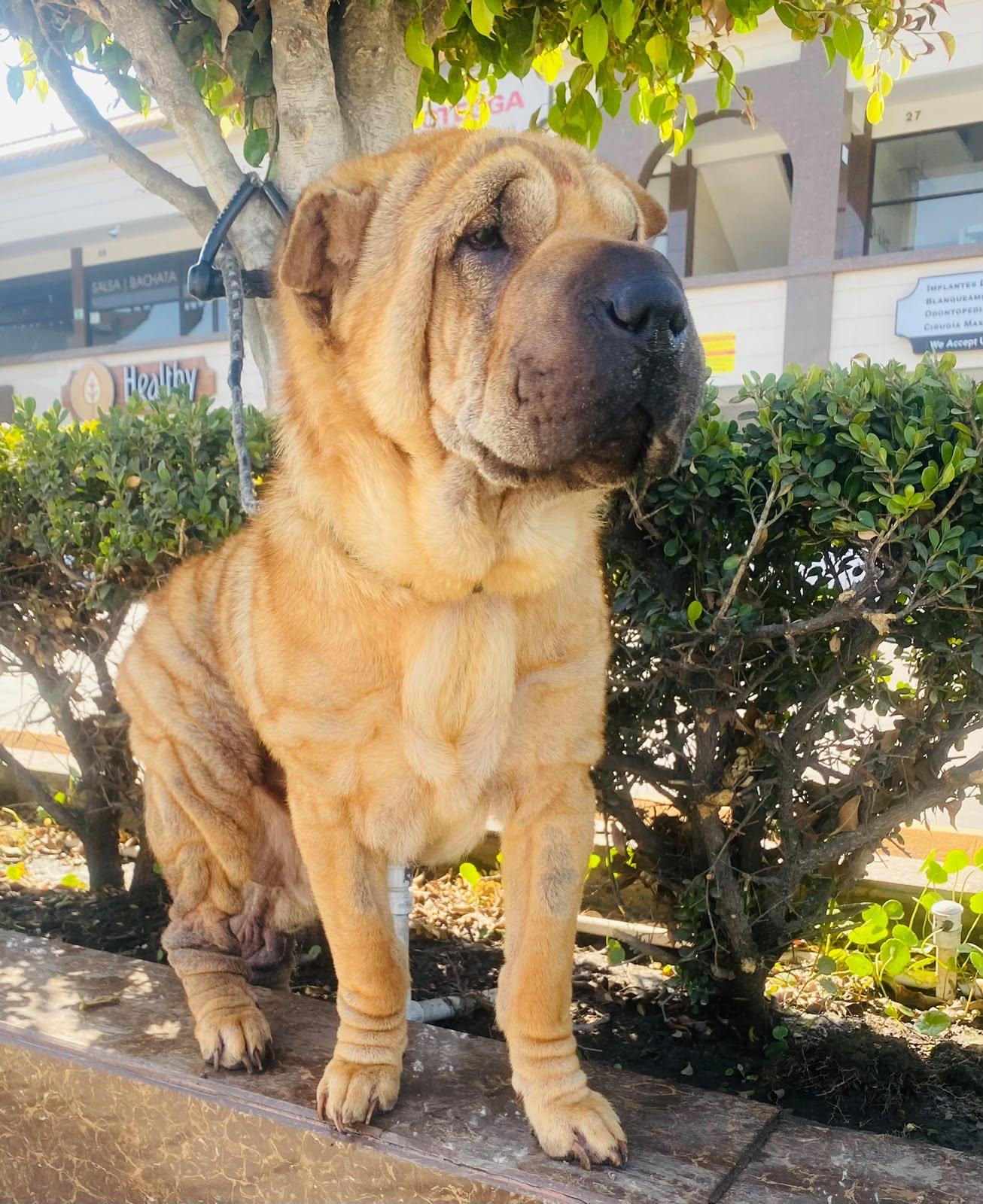 Enlarge Foster needed for Bella, a Adoptable Shar-Pei in Vancouver, BC image 4/6