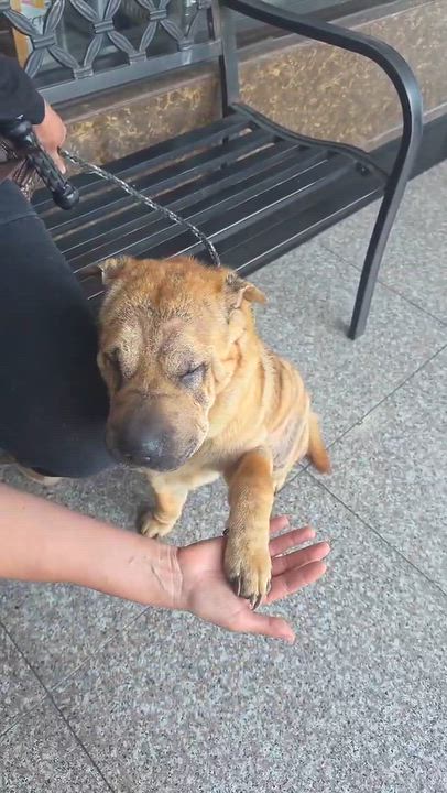 Enlarge Foster needed for Bella, a Adoptable Shar-Pei in Vancouver, BC video 5/6