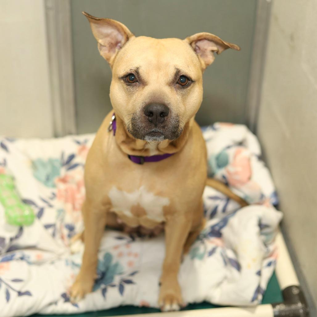 Enlarge Joyful Ginger, a Adoptable Pit Bull Terrier in Evansville, IN image 1/5