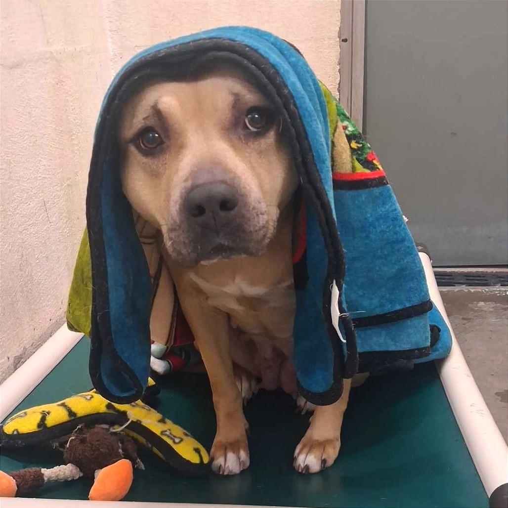 Enlarge Joyful Ginger, a Adoptable Pit Bull Terrier in Evansville, IN image 2/5