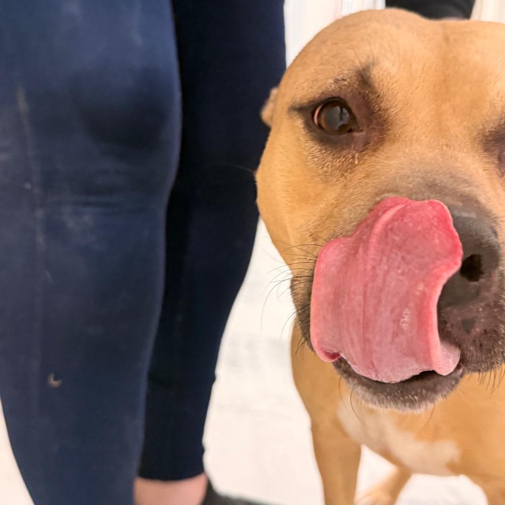 Enlarge Joyful Ginger, a Adoptable Pit Bull Terrier in Evansville, IN image 3/5