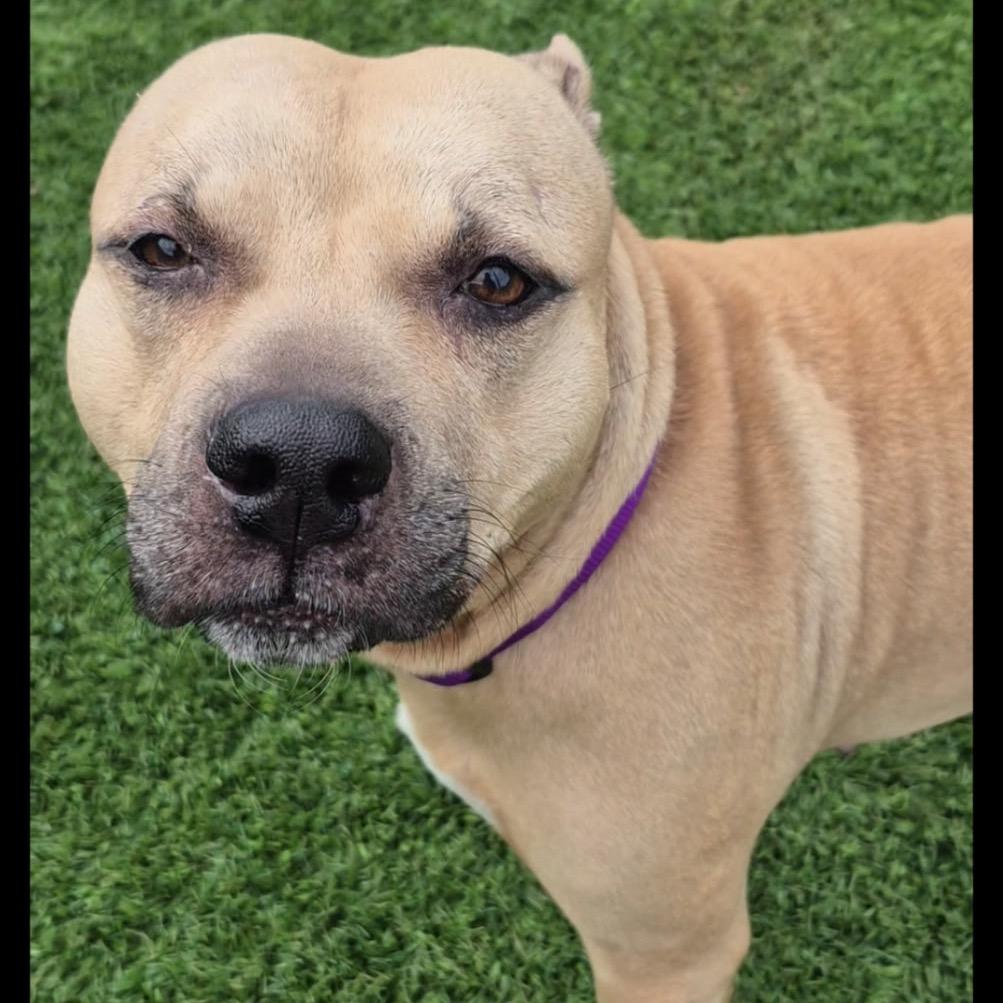 Enlarge Joyful Ginger, a Adoptable Pit Bull Terrier in Evansville, IN image 4/5