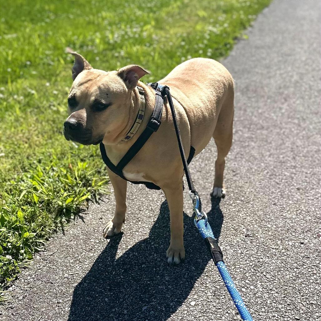 Enlarge Glimmer, a Adoptable Pit Bull Terrier in Evansville, IN image 5/6