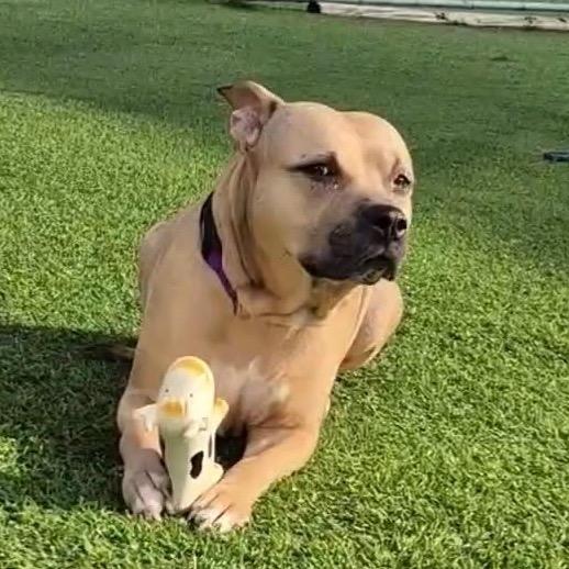 Enlarge Joyful Ginger, a Adoptable Pit Bull Terrier in Evansville, IN image 5/5
